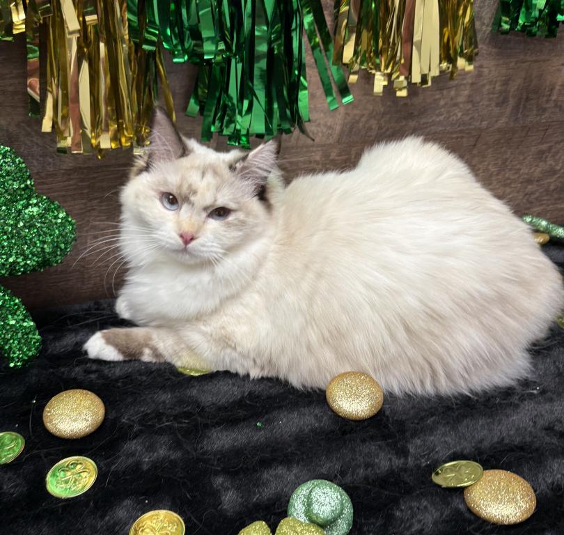 Beautiful Ragdoll Kittens photo 6