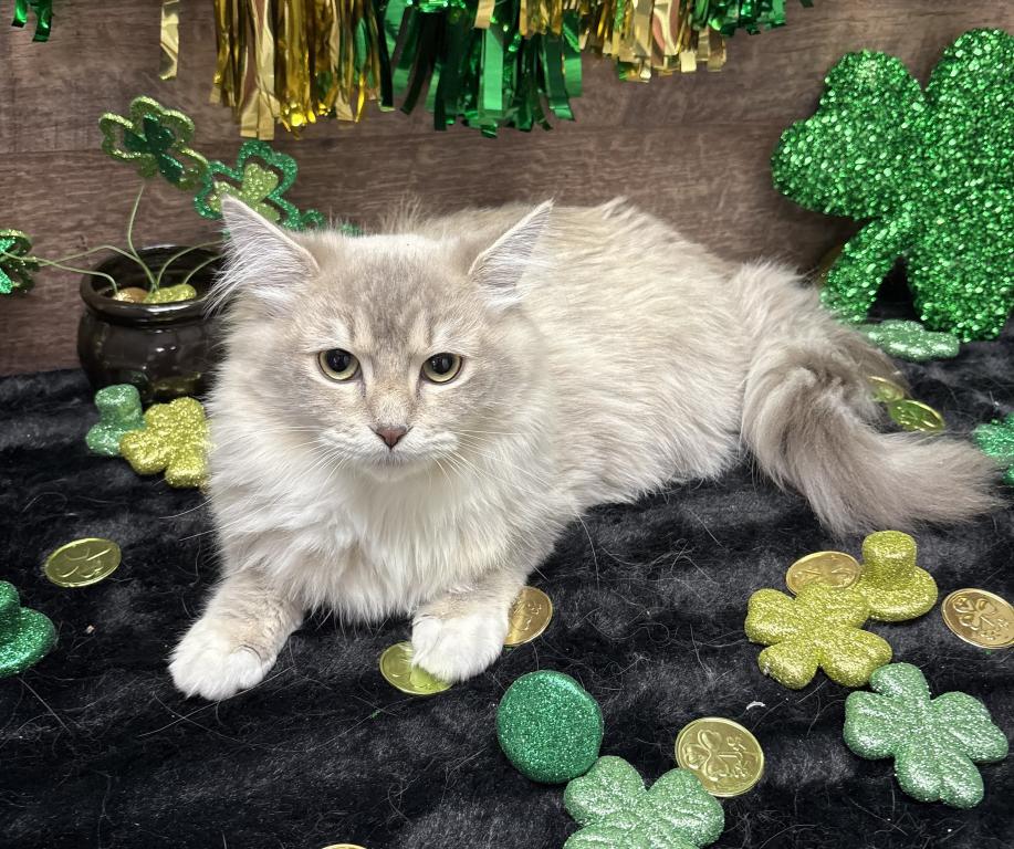Beautiful Ragdoll Kittens photo 3