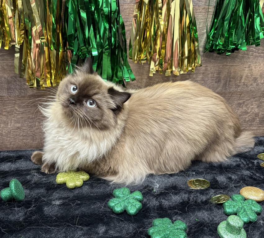 Beautiful Ragdoll Kittens photo 5