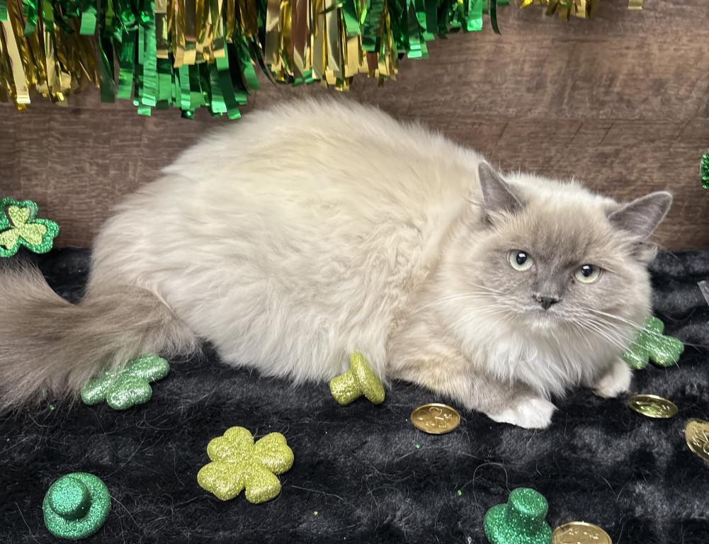 Beautiful Ragdoll Kittens photo 4