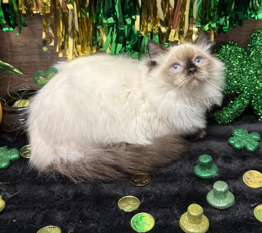 Beautiful Ragdoll Kittens photo 14