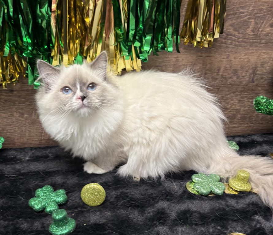 Beautiful Ragdoll Kittens photo 11