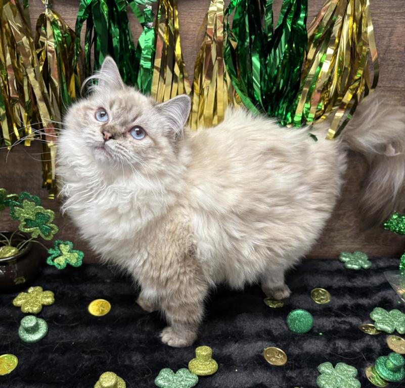 Beautiful Ragdoll Kittens photo 10
