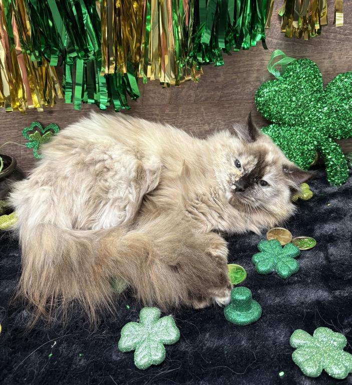 Beautiful Ragdoll Kittens photo 16