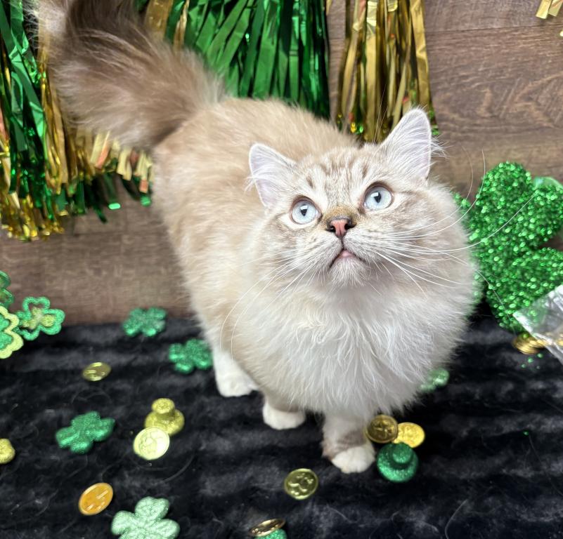 Beautiful Ragdoll Kittens