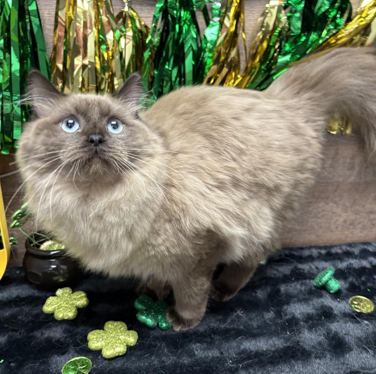 Beautiful Ragdoll Kittens photo 13