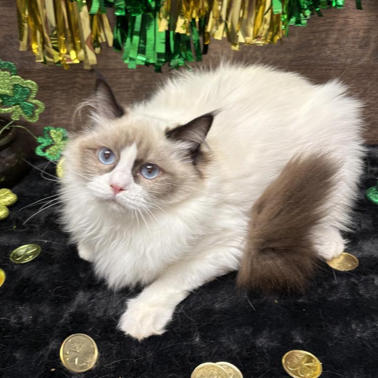 Beautiful Ragdoll Kittens photo 9