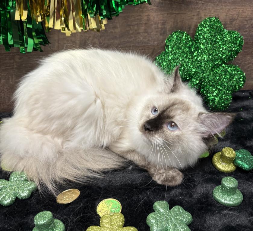 Beautiful Ragdoll Kittens photo 2