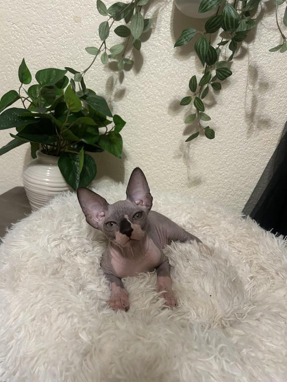Sphynx photo 1