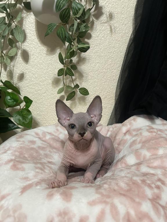 Sphynx photo 3