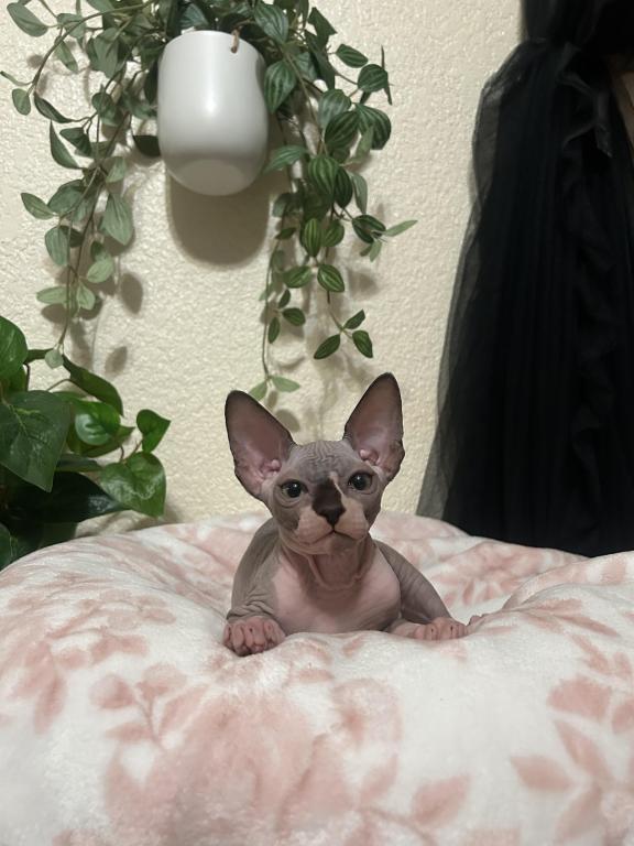 Sphynx photo 2