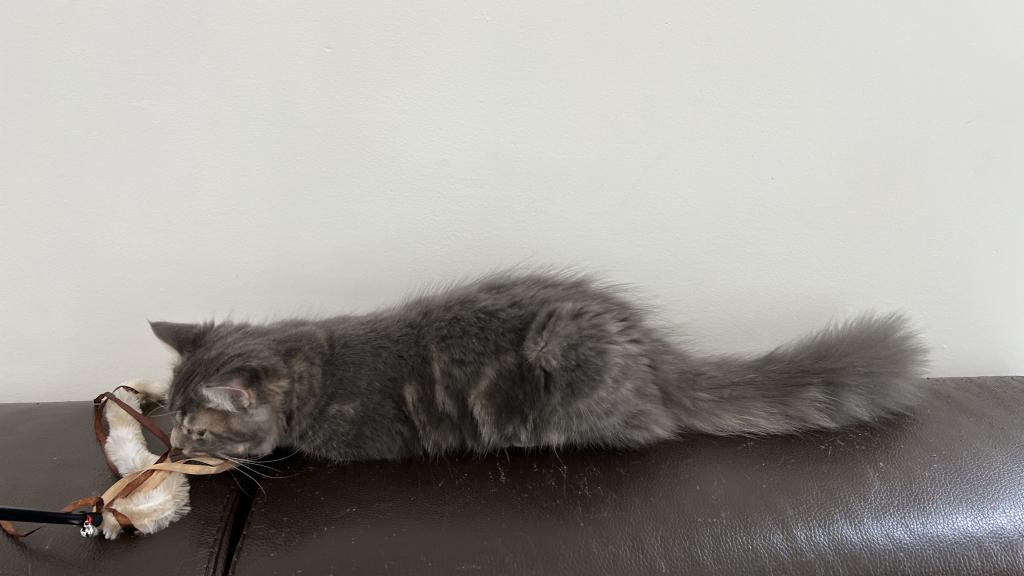 Lion King photo 2