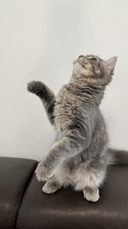 Lion King photo 4