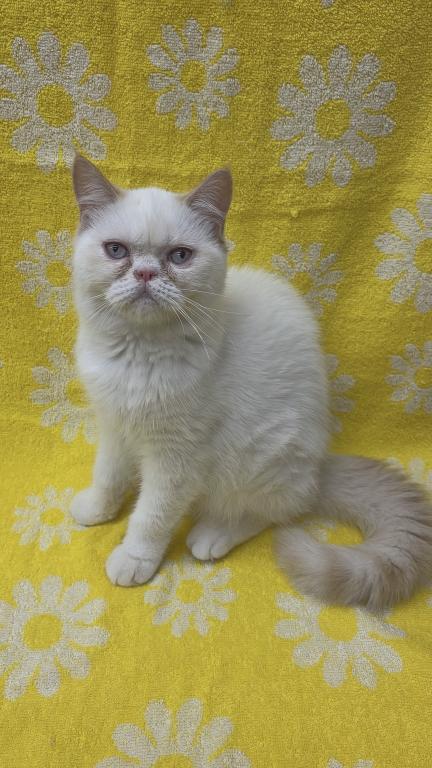 Snowball