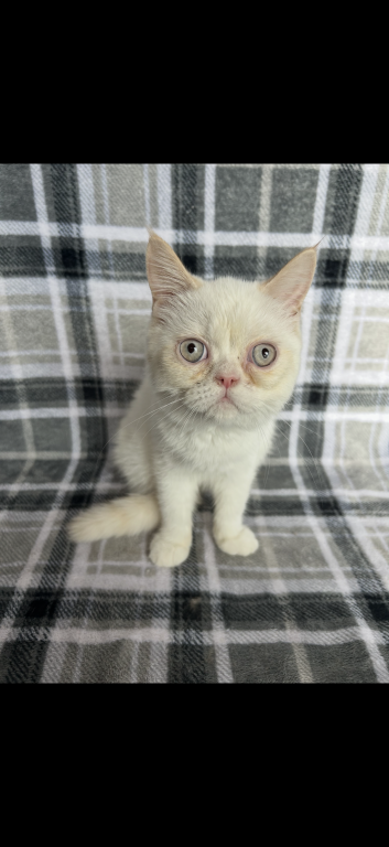 Snowball photo 5
