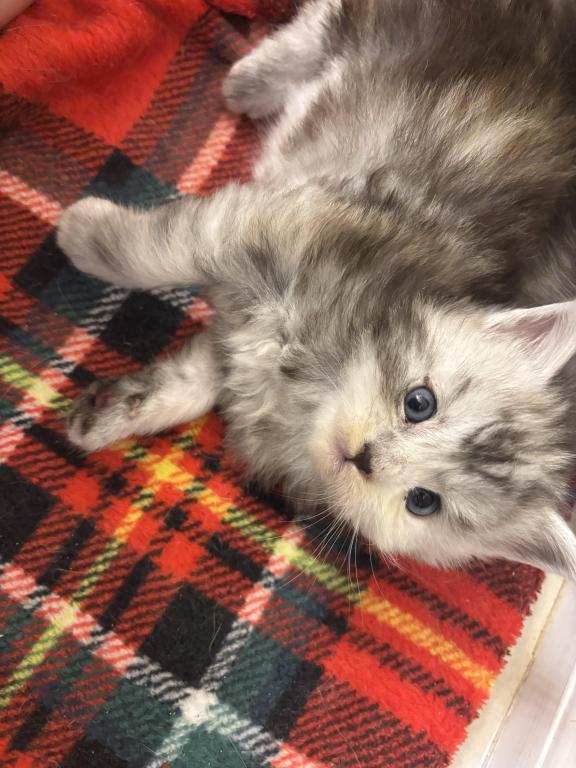 Cinnamon photo 1
