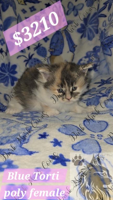 Vada Littles photo 3