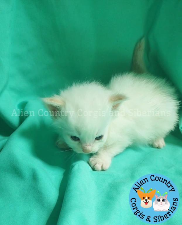 Palkia photo 2