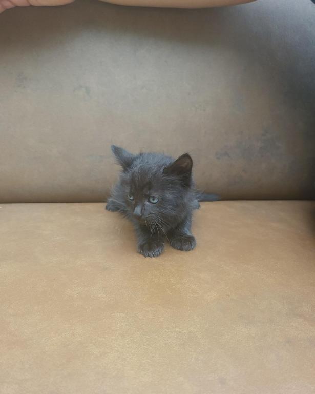 Kitty 4 photo 5