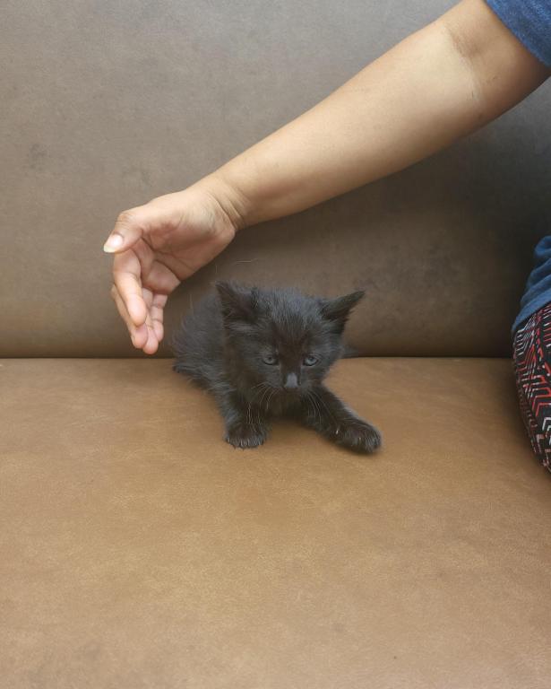 Kitty 4 photo 4