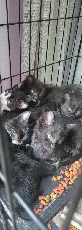 Kitty 4 photo 2