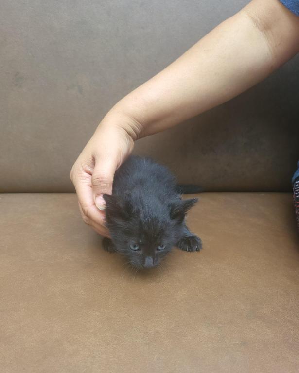 Kitty 4 photo 1