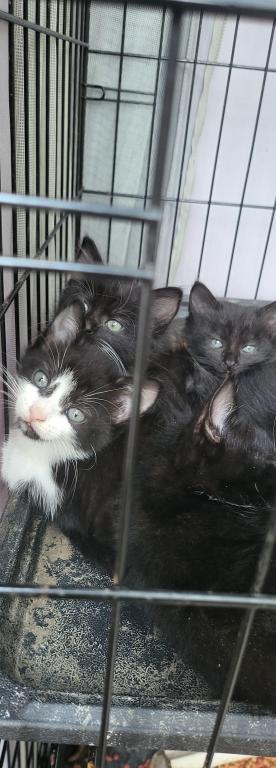 Kitty 4 photo 3