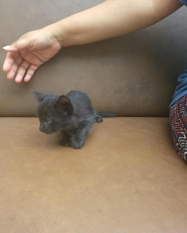 Kitty 4 photo 6