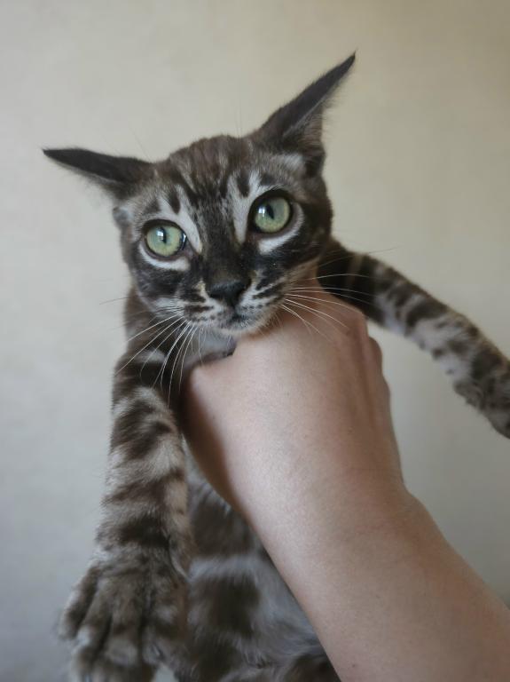 Brown Marble Bengal Male photo 5