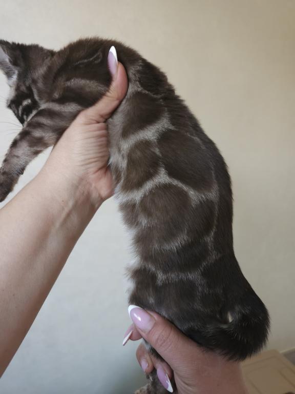 Brown Marble Bengal Male photo 4