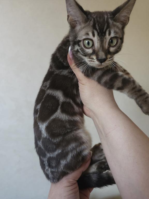 Brown Marble Bengal Male photo 3