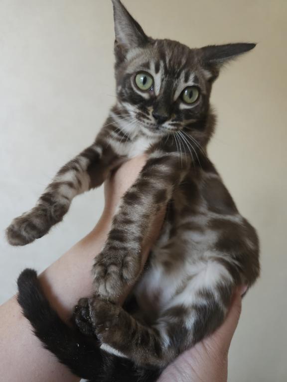 Brown Marble Bengal Male photo 1