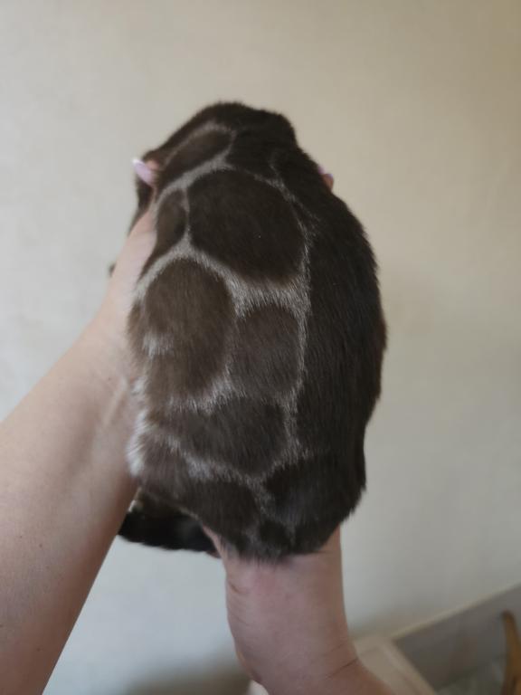 Brown Marble Bengal Male photo 2