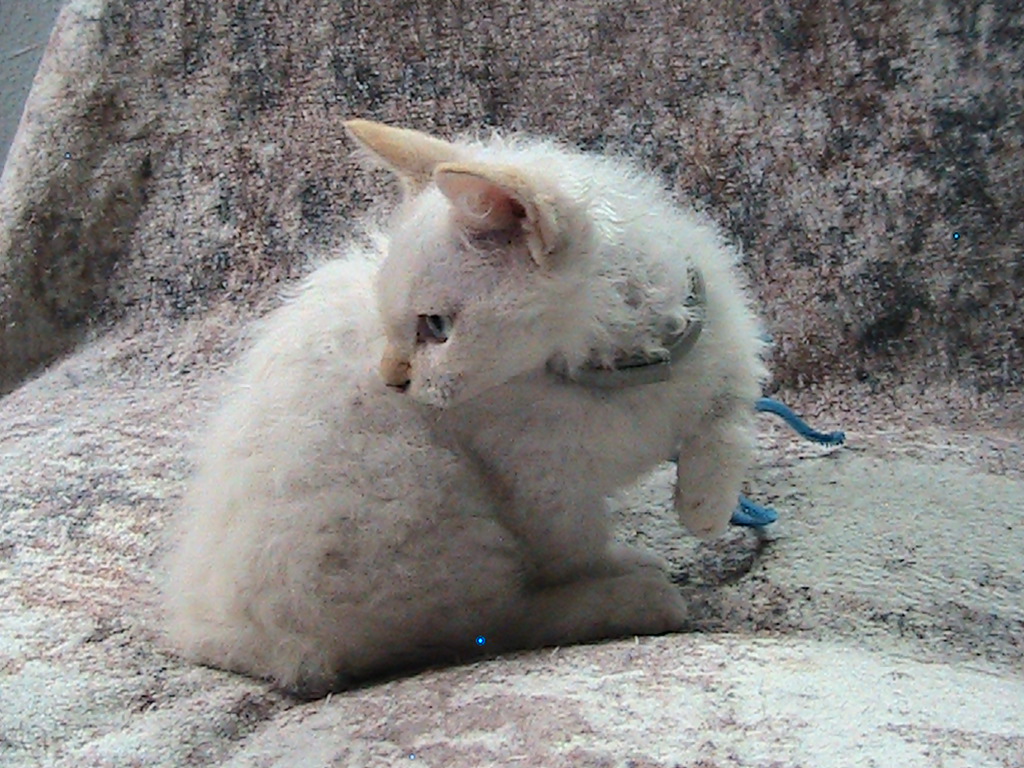 Elsa Curly Skookum photo 3