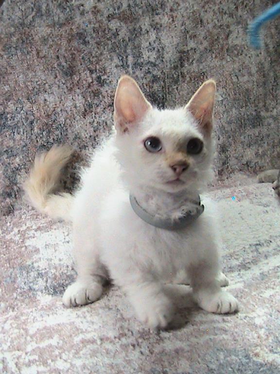 Elsa Curly Skookum photo 5