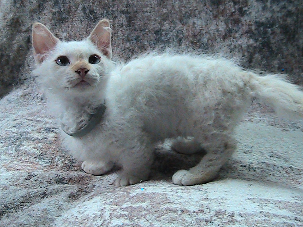 Elsa Curly Skookum photo 7