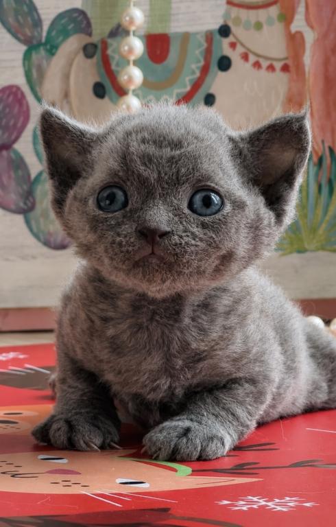 Yoda photo 2