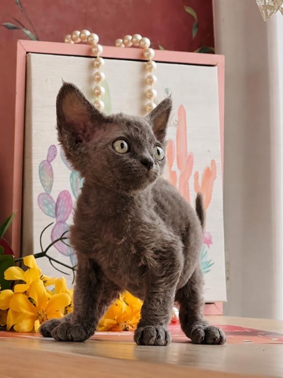 Yoda
