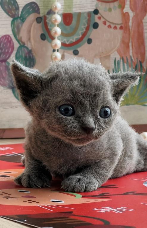 Yoda
