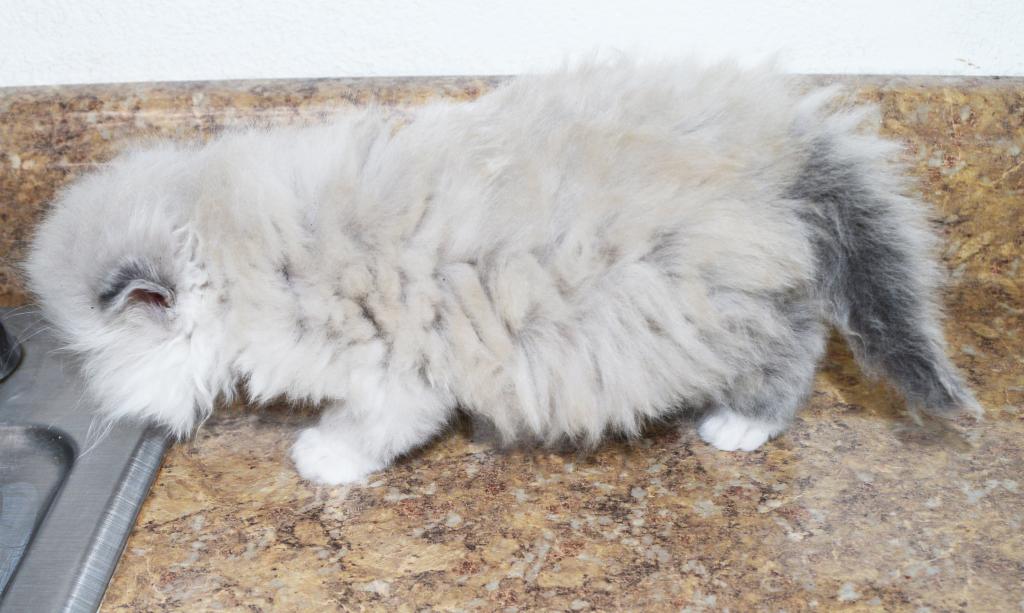 Persian Jewel 1 photo 16