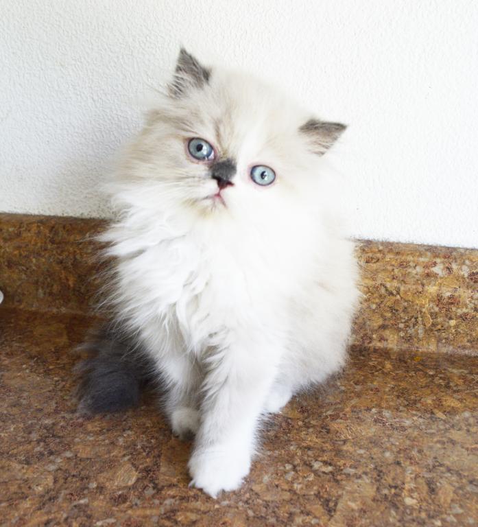 Persian Jewel 1 photo 5