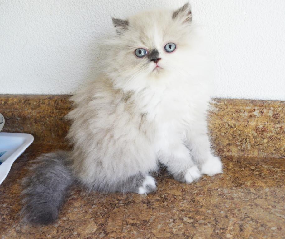 Persian Jewel 1 photo 12