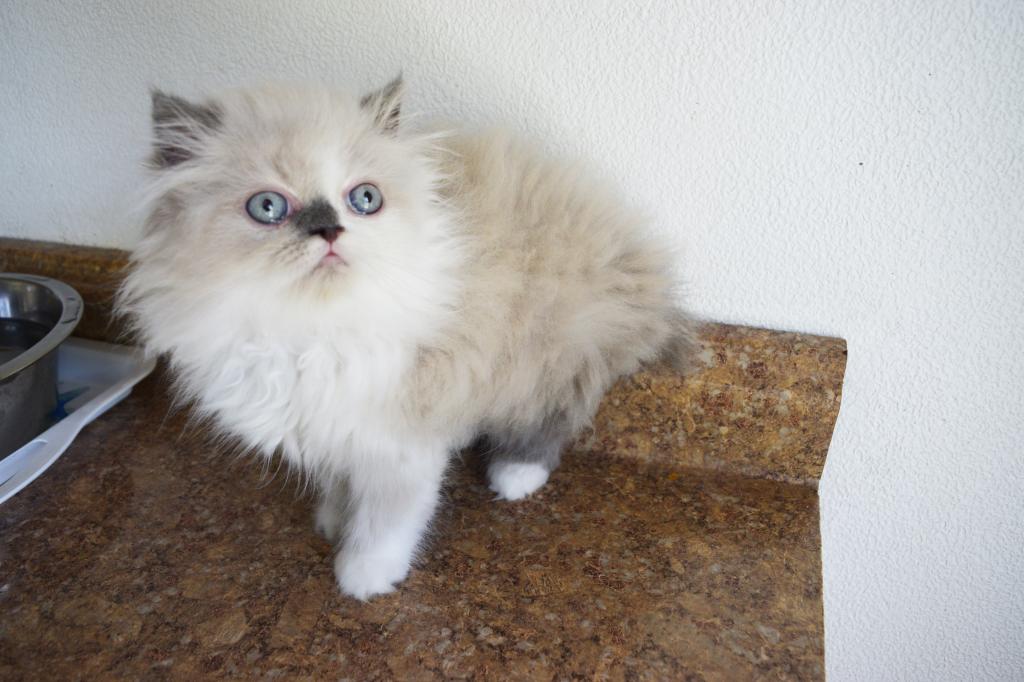 Persian Jewel 1 photo 3