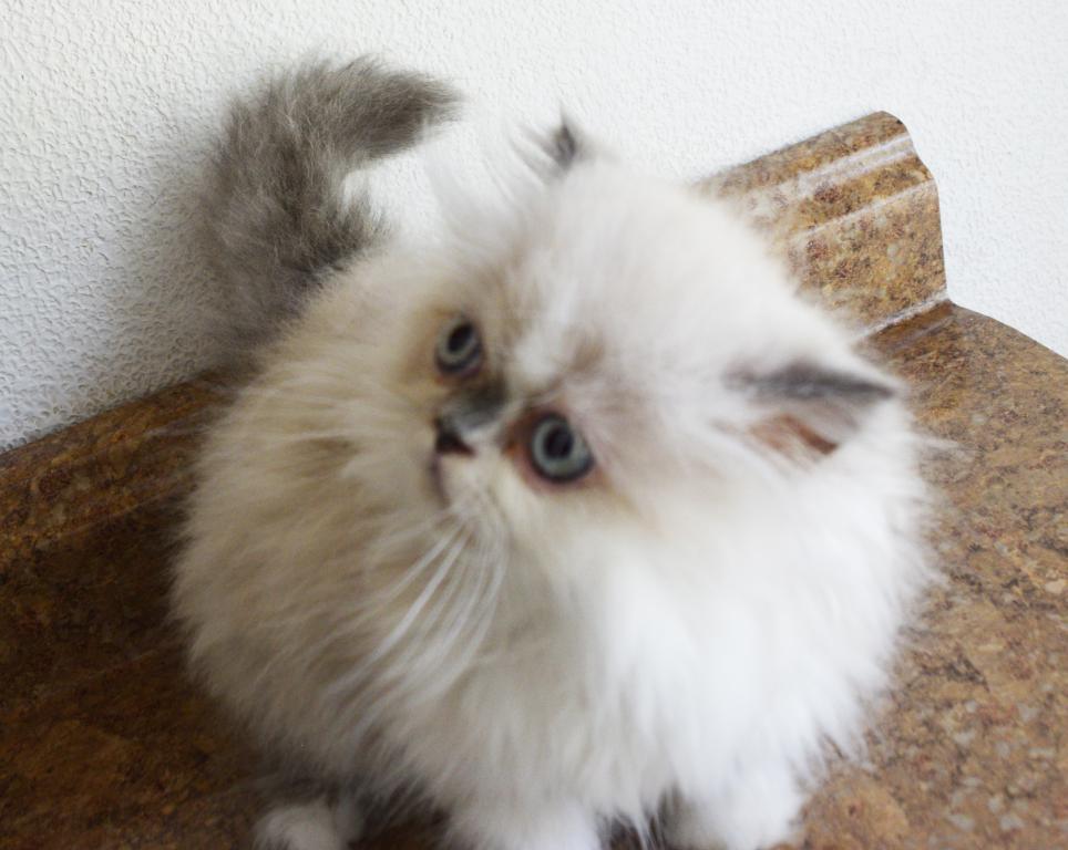 Persian Jewel 1 photo 11