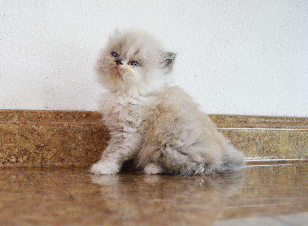 Persian Jewel 1 photo 15