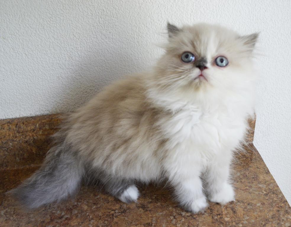 Persian Jewel 1