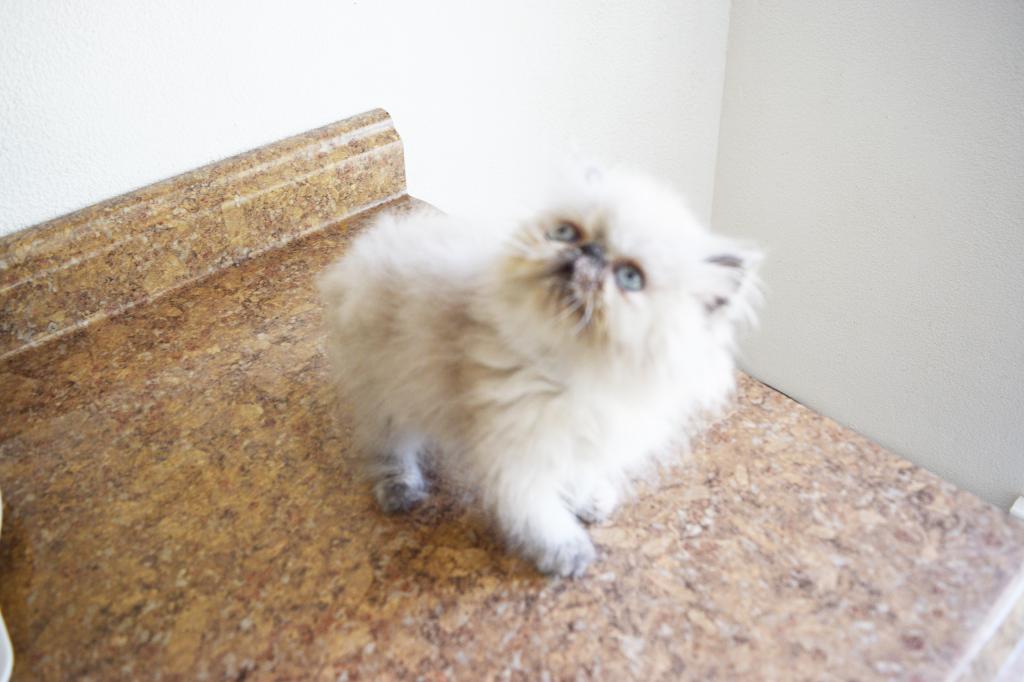 Persian Jewel 2 photo 7