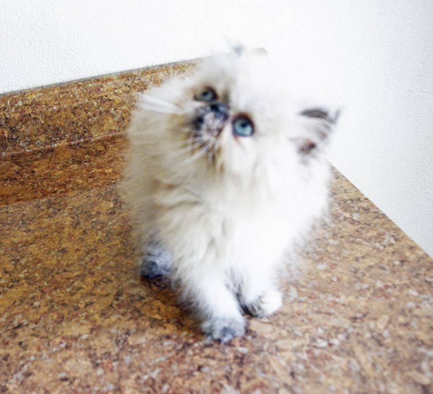 Persian Jewel 2 photo 9