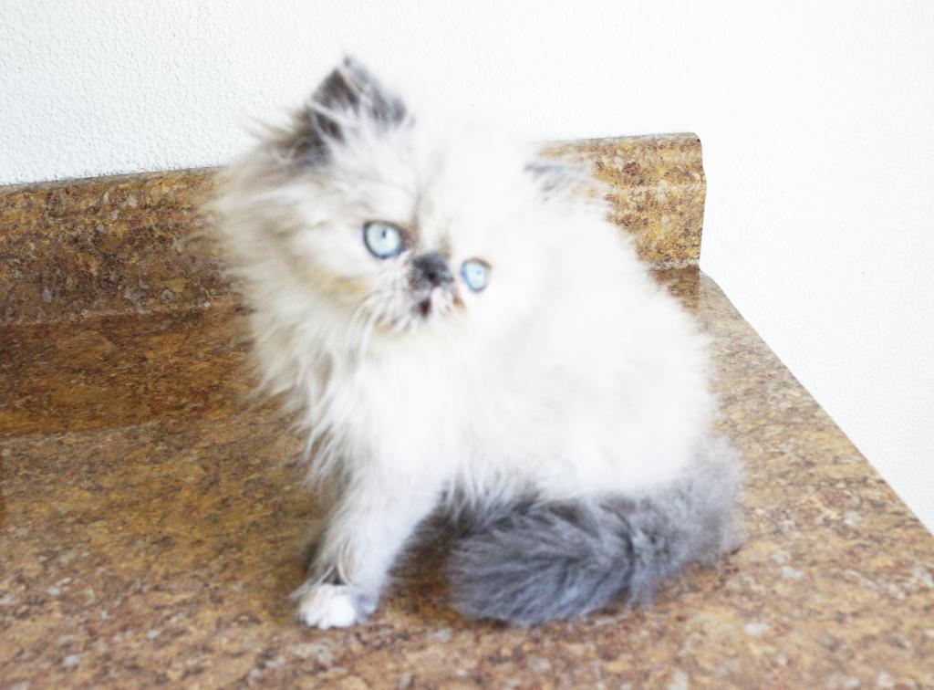 Persian Jewel 2 photo 4