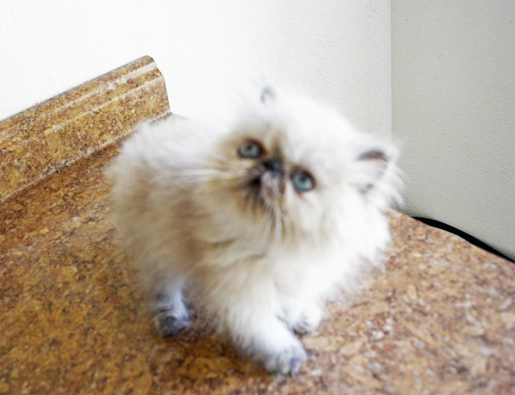 Persian Jewel 2 photo 8